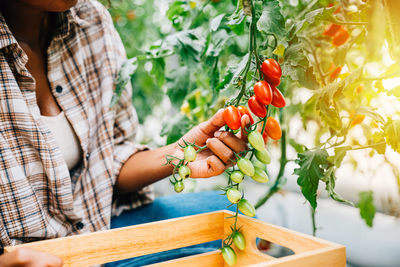 Midsection of man picking grapes