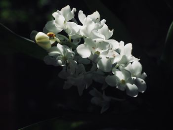 Close-up of white flowering plant