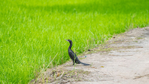 Bird perching on a field