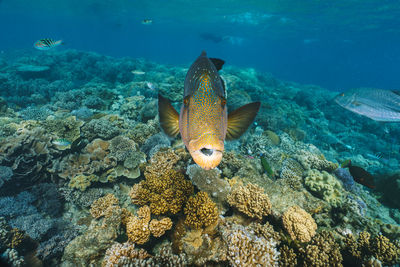 Cheilinus undulatus, maori wrasse humphead fish in australia