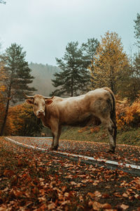 Sheep standing in a field during autumn