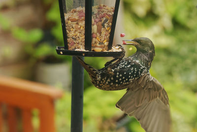 Close-up of bird perching on feeder