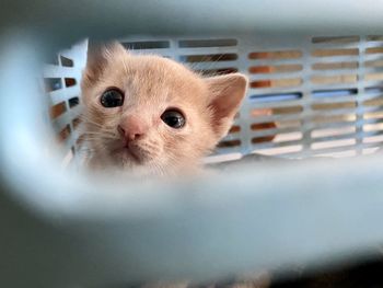 Close-up portrait of a cat in cage