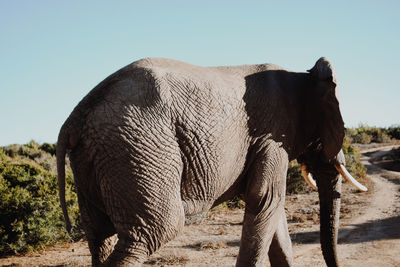 Elephant walking on dirt road against clear sky