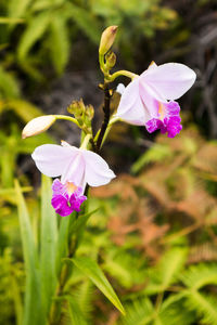 Close-up of pink flower buds growing on plant