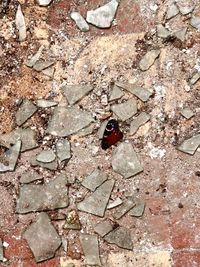 High angle view of ladybug