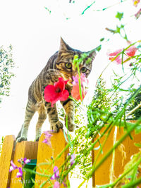 Low angle view of cat on wall