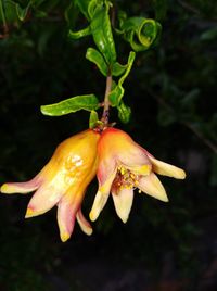 Close-up of wet flower