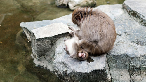 Monkey sitting on rock