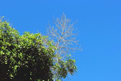 Low angle view of tree against clear blue sky