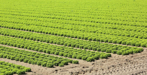 Scenic view of agricultural field