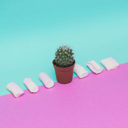 High angle view of potted plant on table against blue background