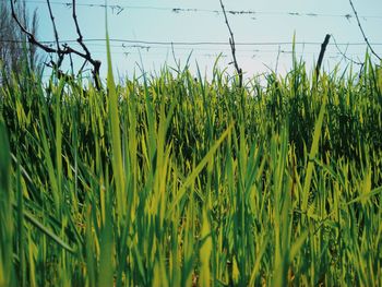 Crops growing on field against sky