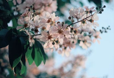 Close-up of flowers against blurred background