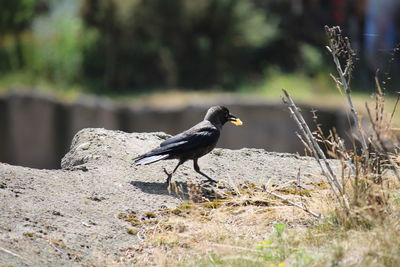 Bird perching on a field