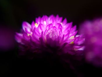 Close-up of pink flower blooming outdoors