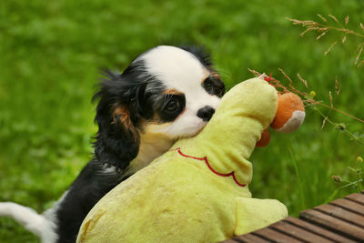 Close-up of a dog