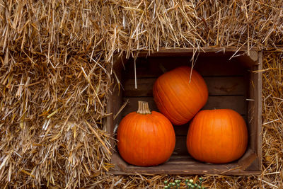 Pumpkins on hay