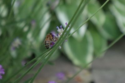 Close-up of insect on purple flower