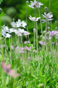 Close-up of purple flowering plants on land