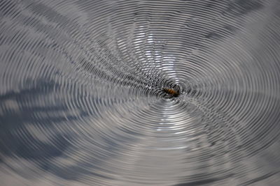 Close-up of spider on web