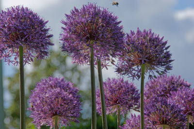 Close-up of purple flowering plants against sky