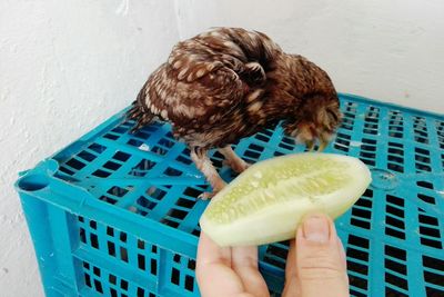 Close-up of hand holding bird