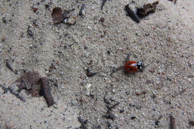 High angle view of insect on sand