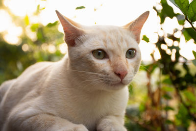 Close-up of a cat looking away