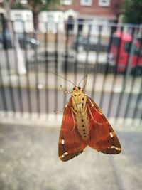 Close-up of butterfly perching on leaf