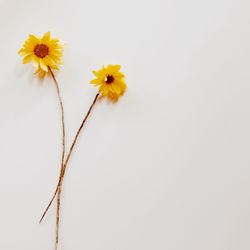 Close-up of yellow flower against white background
