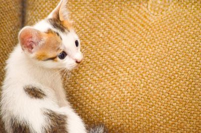 Close-up portrait of cute cat