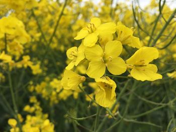 Close-up of yellow flowering plant