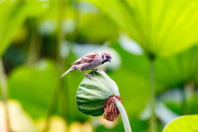 Close-up of sparrow on plant pod