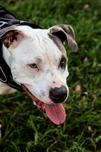 Close-up of a dog looking away