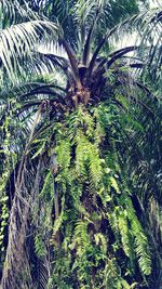 View of palm trees