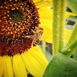 Close-up of yellow flower