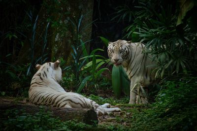 White tiger relaxing in a forest