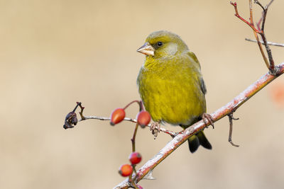 Close-up of bird perching on branch