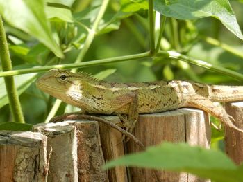 Close-up of bearded dragon on wooden posts by plants