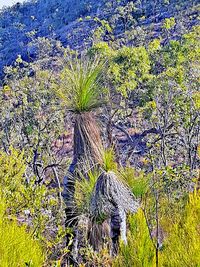 Plants on tree