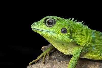 Close-up of lizard on black background