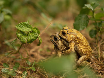 Mating toad after the rain stopped to expand the tribe
