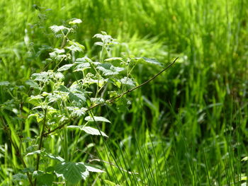 Close-up of plants growing on field