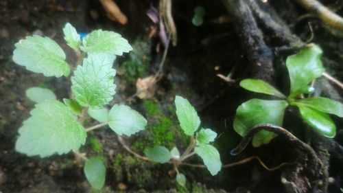 High angle view of fresh green leaves