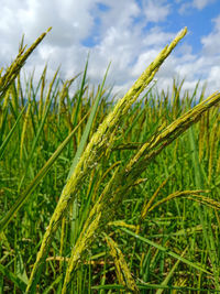 Close-up of stalks in field against sky