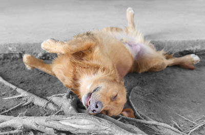 High angle view of a dog resting