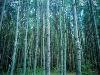 Panoramic view of trees growing in forest