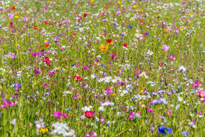 Full frame shot of wildflowers growing in field