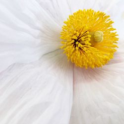 Close-up of white daisy flower